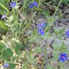 Anagallis var. coerulea